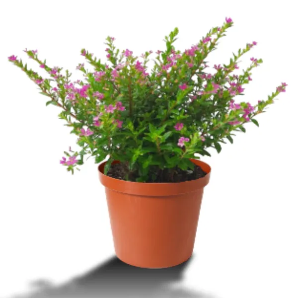 Green_Paradise_Cuphea_Hyssopifolia_Purple_Mexican_Plant_Full_Year_Flowering_Live_Plant_Default_Title
