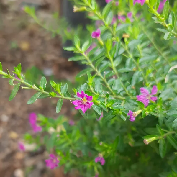 Green_Paradise_Cuphea_Hyssopifolia_Purple_Mexican_Plant_Full_Year_Flowering_Live_Plant_Default_Title