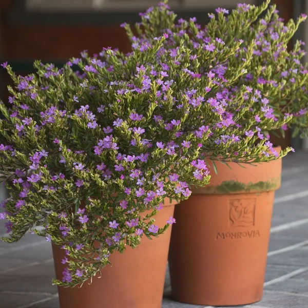 Green_Paradise_Cuphea_Hyssopifolia_Purple_Mexican_Plant_Full_Year_Flowering_Live_Plant_Default_Title