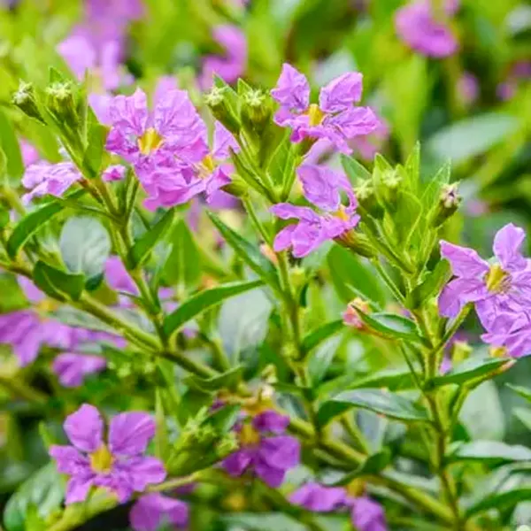 Green_Paradise_Cuphea_Hyssopifolia_Purple_Mexican_Plant_Full_Year_Flowering_Live_Plant_Default_Title