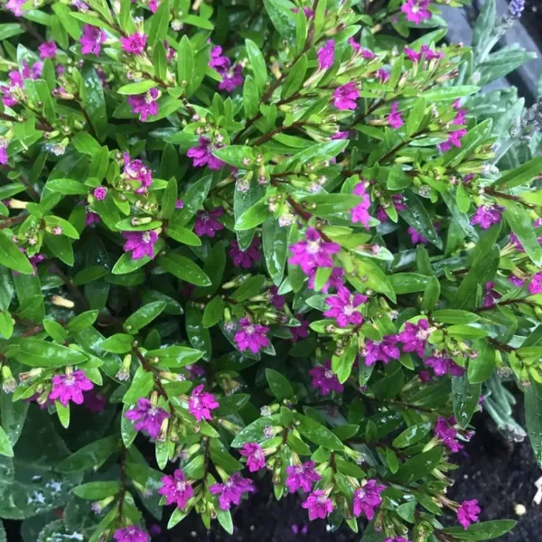 Green_Paradise_Cuphea_Hyssopifolia_Purple_Mexican_Plant_Full_Year_Flowering_Live_Plant_Default_Title