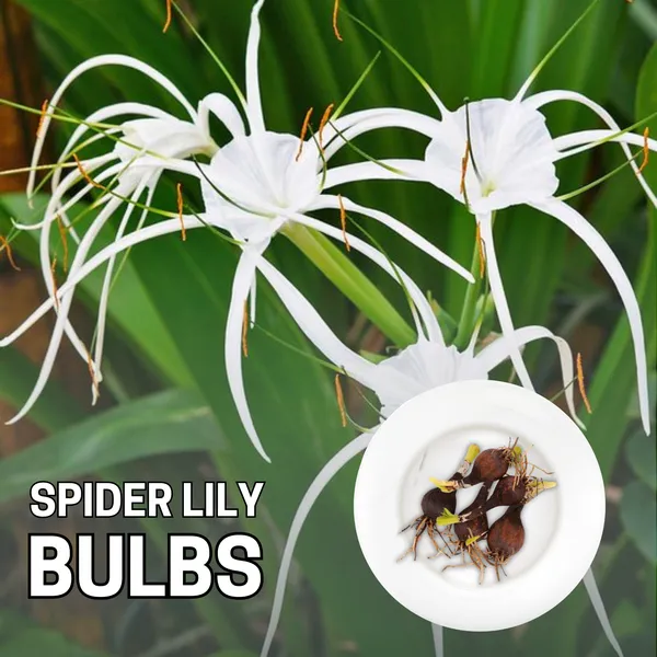 Green_Paradise_Sudarshana_Lily_Crinum_Latifolium_Beach_Spider_Plant_Bulbs_Set_Of_5_Bulbs_Default_Title