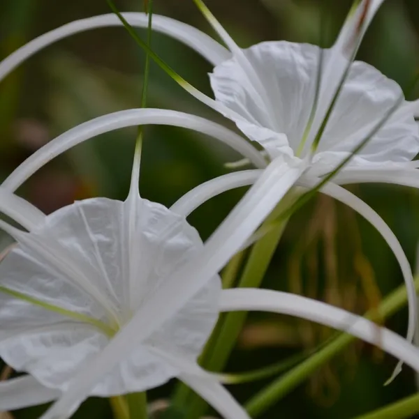 Green_Paradise_Sudarshana_Lily_Crinum_Latifolium_Beach_Spider_Plant_Bulbs_Set_Of_5_Bulbs_Default_Title