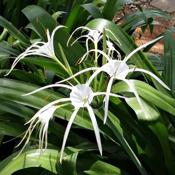 Green_Paradise_Sudarshana_Lily_Crinum_Latifolium_Beach_Spider_Plant_Bulbs_Set_Of_5_Bulbs_Default_Title