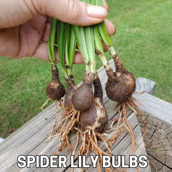 Green_Paradise_Sudarshana_Lily_Crinum_Latifolium_Beach_Spider_Plant_Bulbs_Set_Of_5_Bulbs_Default_Title