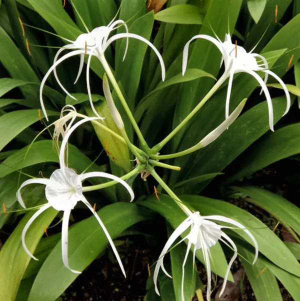 Green_Paradise_Sudarshana_Lily_Crinum_Latifolium_Beach_Spider_Plant_Bulbs_Set_Of_5_Bulbs_Default_Title