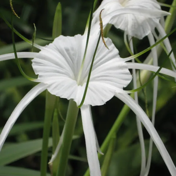 Green_Paradise_Sudarshana_Lily_Crinum_Latifolium_Beach_Spider_Plant_Bulbs_Set_Of_5_Bulbs_Default_Title