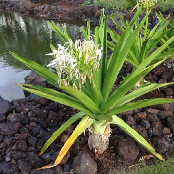 Green_Paradise_Sudarshan_Lily_Crinumasiaticum_Lily_Fragrant_Flowering_Lily_Plant_Giant_Lily_1_Plant_Default_Title