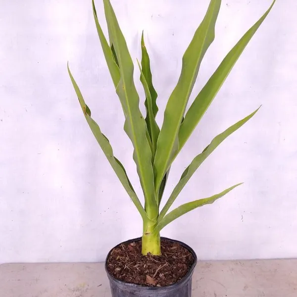 Green_Paradise_Sudarshan_Lily_Crinumasiaticum_Lily_Fragrant_Flowering_Lily_Plant_Giant_Lily_1_Plant_Default_Title