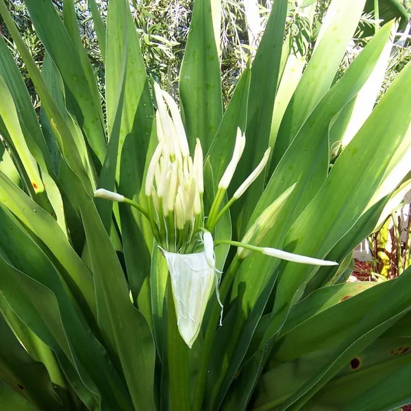 Green_Paradise_Sudarshan_Lily_Crinumasiaticum_Lily_Fragrant_Flowering_Lily_Plant_Giant_Lily_1_Plant_Default_Title