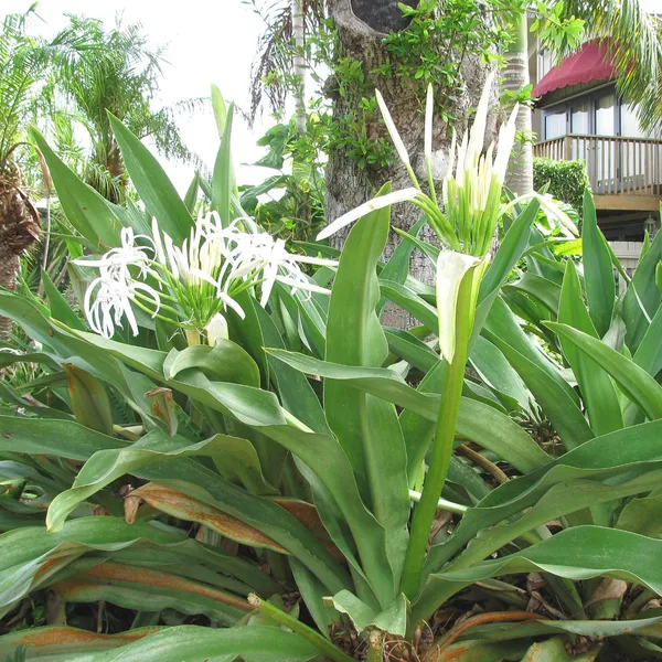Green_Paradise_Sudarshan_Lily_Crinumasiaticum_Lily_Fragrant_Flowering_Lily_Plant_Giant_Lily_1_Plant_Default_Title