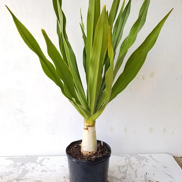 Green_Paradise_Sudarshan_Lily_Crinumasiaticum_Lily_Fragrant_Flowering_Lily_Plant_Giant_Lily_1_Plant_Default_Title