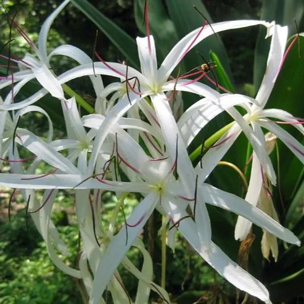 Green_Paradise_Sudarshan_Lily_Crinumasiaticum_Lily_Fragrant_Flowering_Lily_Plant_Giant_Lily_1_Plant_Default_Title