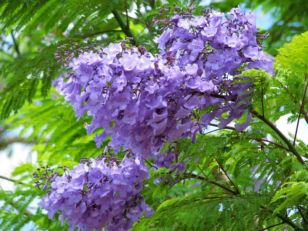 Green_Paradise_Blue_Jacaranda_Tree_F1_Quality_Seeds_Pack_Jacaranda_Mimosifolia_Blue_Shower_Tree_Seeds_Ornamental_Flowering_Tree_Seeds_With_Free_Growing_Media_Pack_Of_50_Seeds_Default_Title