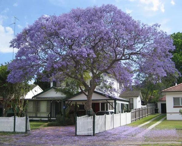 Green_Paradise_Blue_Jacaranda_Tree_F1_Quality_Seeds_Pack_Jacaranda_Mimosifolia_Blue_Shower_Tree_Seeds_Ornamental_Flowering_Tree_Seeds_With_Free_Growing_Media_Pack_Of_50_Seeds_Default_Title