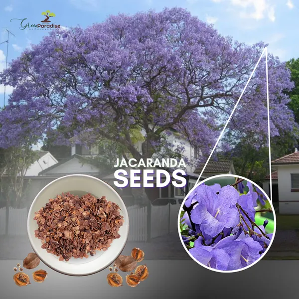 Green_Paradise_Blue_Jacaranda_Tree_F1_Quality_Seeds_Pack_Jacaranda_Mimosifolia_Blue_Shower_Tree_Seeds_Ornamental_Flowering_Tree_Seeds_With_Free_Growing_Media_Pack_Of_50_Seeds_Default_Title