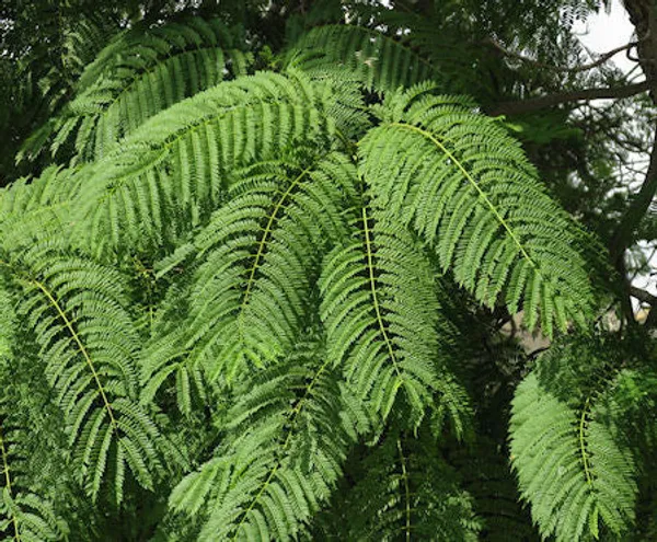 Green_Paradise_Blue_Jacaranda_Tree_F1_Quality_Seeds_Pack_Jacaranda_Mimosifolia_Blue_Shower_Tree_Seeds_Ornamental_Flowering_Tree_Seeds_With_Free_Growing_Media_Pack_Of_50_Seeds_Default_Title