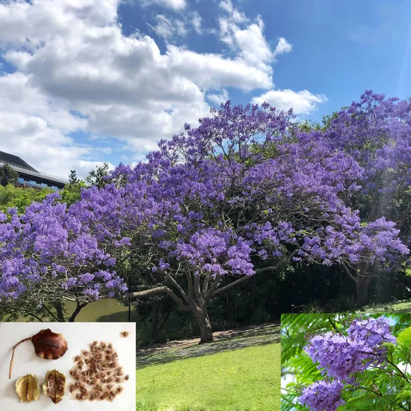 Green_Paradise_Blue_Jacaranda_Tree_F1_Quality_Seeds_Pack_Jacaranda_Mimosifolia_Blue_Shower_Tree_Seeds_Ornamental_Flowering_Tree_Seeds_With_Free_Growing_Media_Pack_Of_50_Seeds_Default_Title