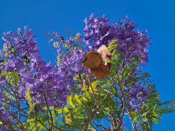 Green_Paradise_Blue_Jacaranda_Tree_F1_Quality_Seeds_Pack_Jacaranda_Mimosifolia_Blue_Shower_Tree_Seeds_Ornamental_Flowering_Tree_Seeds_With_Free_Growing_Media_Pack_Of_50_Seeds_Default_Title