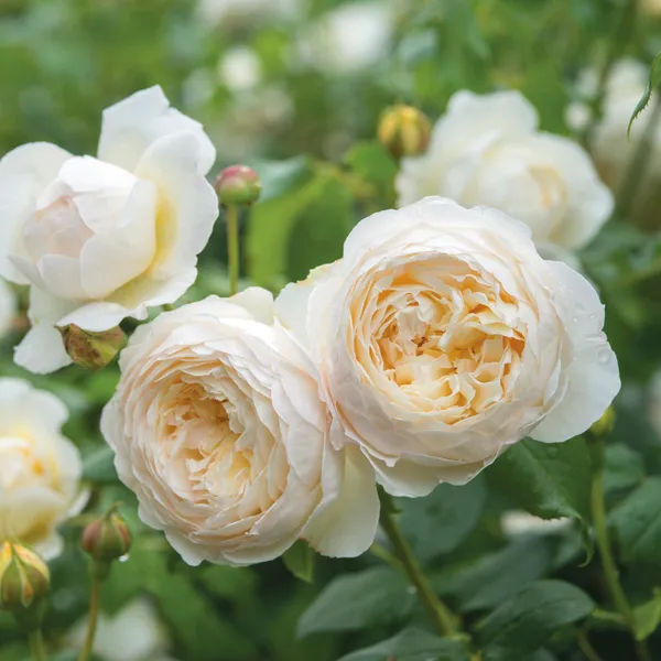 Green_Paradise_White_Scented_Climbing_Rose_Live_Plant_Default_Title