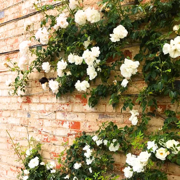 Green_Paradise_White_Scented_Climbing_Rose_Live_Plant_Default_Title