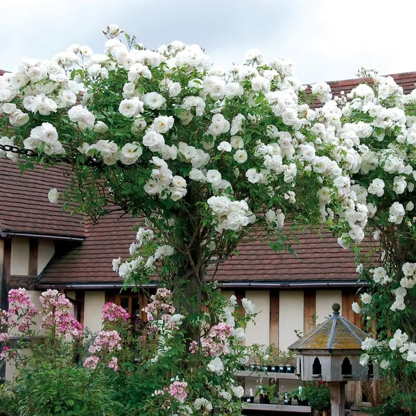 Green_Paradise_White_Scented_Climbing_Rose_Live_Plant_Default_Title