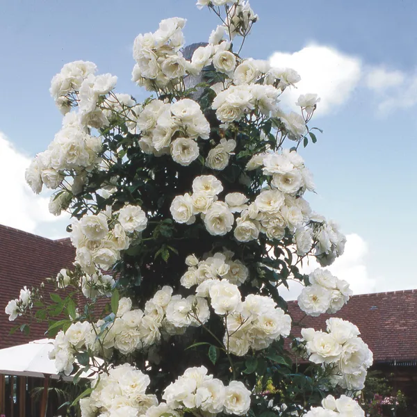 Green_Paradise_White_Scented_Climbing_Rose_Live_Plant_Default_Title