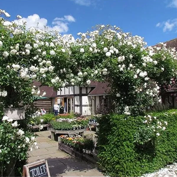 Green_Paradise_White_Scented_Climbing_Rose_Live_Plant_Default_Title