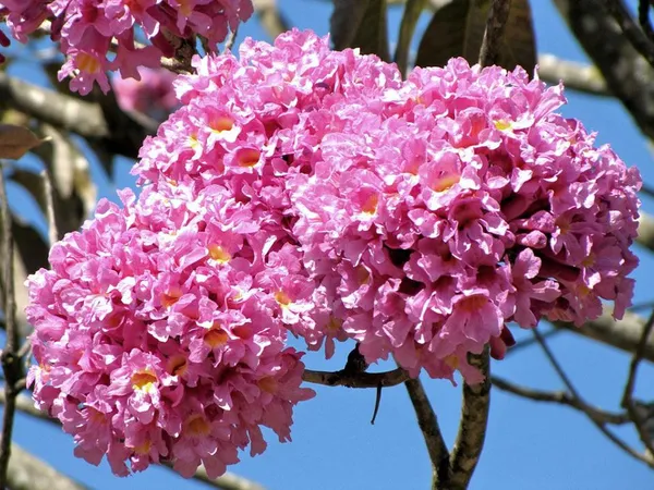Green_Paradise_Tabebuia_Avellanedae_Pink_Trumpet_Tree_Seeds_Pack_10_Seeds_Beautiful_Pink_Flowering_Easy_And_Fast_Growing_Tree_Seeds_Default_Title