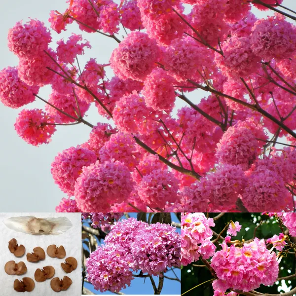 Green_Paradise_Tabebuia_Avellanedae_Pink_Trumpet_Tree_Seeds_Pack_10_Seeds_Beautiful_Pink_Flowering_Easy_And_Fast_Growing_Tree_Seeds_Default_Title