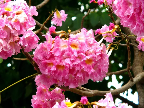 Green_Paradise_Tabebuia_Avellanedae_Pink_Trumpet_Tree_Seeds_Pack_10_Seeds_Beautiful_Pink_Flowering_Easy_And_Fast_Growing_Tree_Seeds_Default_Title