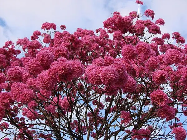 Green_Paradise_Tabebuia_Avellanedae_Pink_Trumpet_Tree_Seeds_Pack_10_Seeds_Beautiful_Pink_Flowering_Easy_And_Fast_Growing_Tree_Seeds_Default_Title