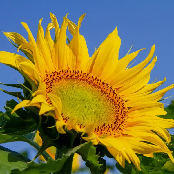 Green_Paradise_Sunflower_Seeds_F1_Quality_Seeds_Pack_Of_20_Seeds_Default_Title