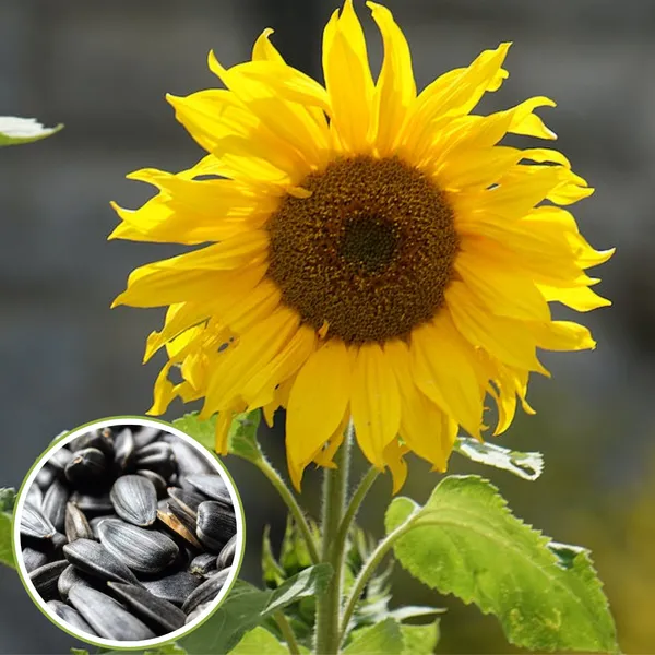 Green_Paradise_Sunflower_Seeds_F1_Quality_Seeds_Pack_Of_20_Seeds_Default_Title