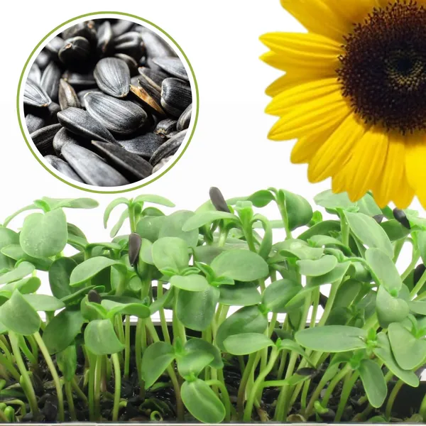 Green_Paradise_Sunflower_Seeds_F1_Quality_Seeds_Pack_Of_20_Seeds_Default_Title