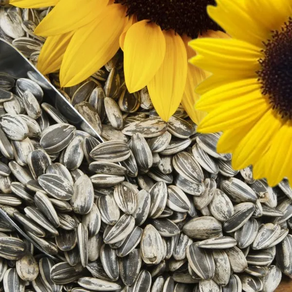 Green_Paradise_Sunflower_Seeds_F1_Quality_Seeds_Pack_Of_20_Seeds_Default_Title