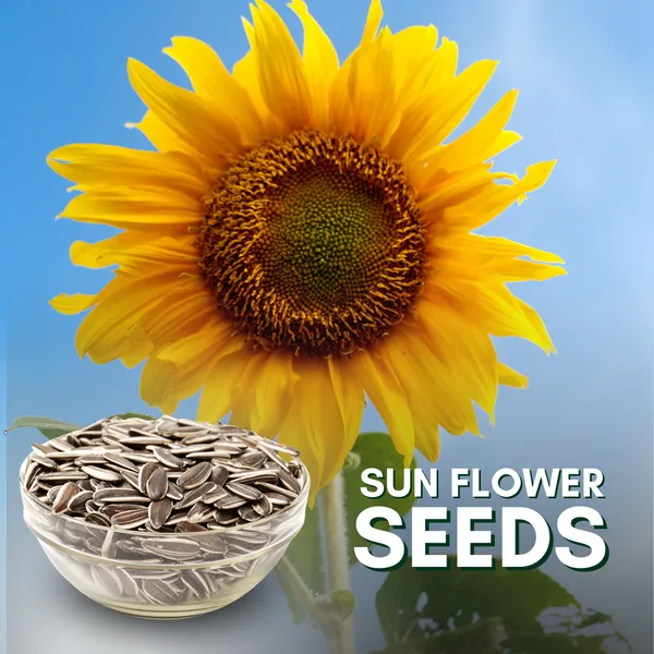 Green_Paradise_Sunflower_Seeds_F1_Quality_Seeds_Pack_Of_20_Seeds_Default_Title