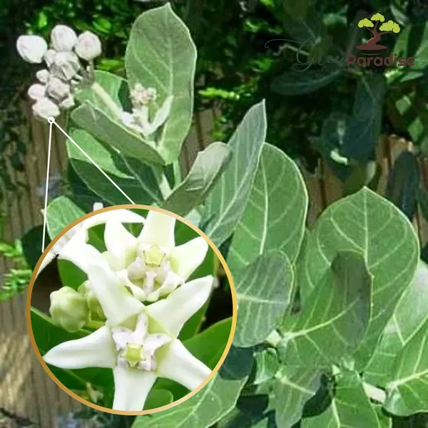 Calotropis_Gigantea_Plant_Live_Madar_Plant_Default_Title