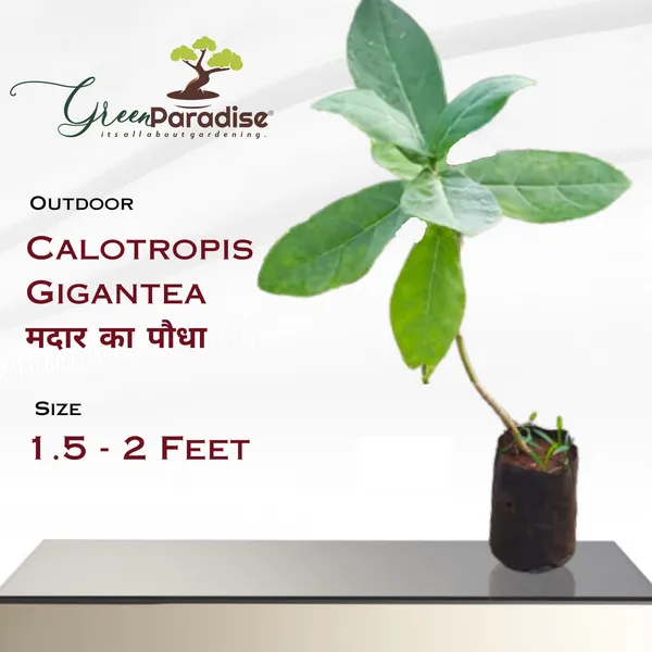 Calotropis_Gigantea_Plant_Live_Madar_Plant_Default_Title