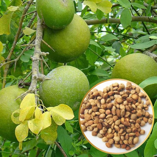 Bilipatra_Seeds_Aegle_Marmelos_Seeds_Indian_Bael_Seeeds_Pack_Of_10_Seeds_Default_Title