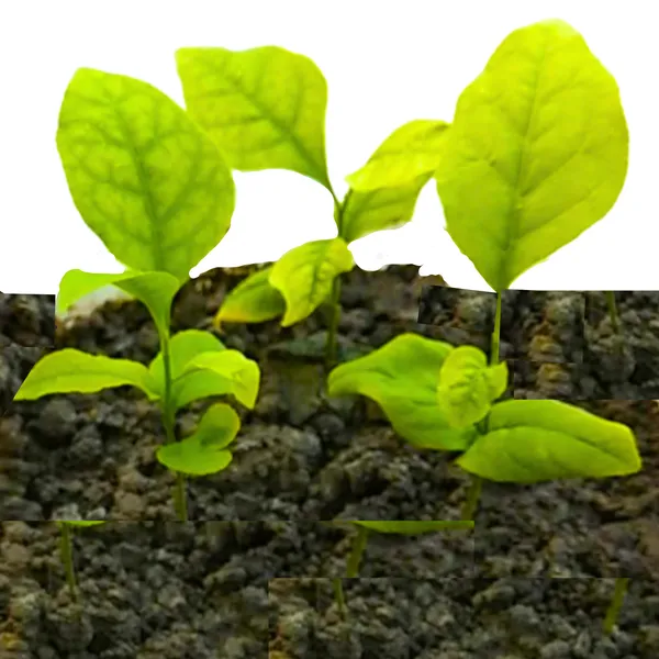 Bilipatra_Seeds_Aegle_Marmelos_Seeds_Indian_Bael_Seeeds_Pack_Of_10_Seeds_Default_Title