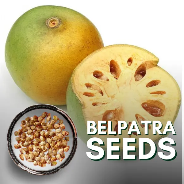Bilipatra_Seeds_Aegle_Marmelos_Seeds_Indian_Bael_Seeeds_Pack_Of_10_Seeds_Default_Title