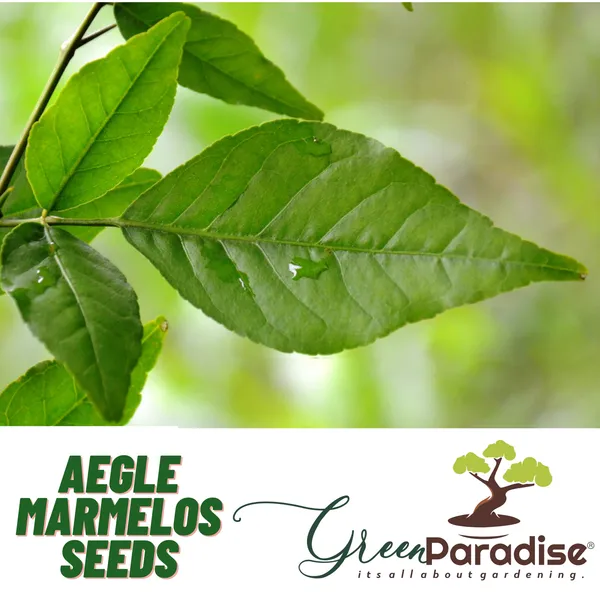 Bilipatra_Seeds_Aegle_Marmelos_Seeds_Indian_Bael_Seeeds_Pack_Of_10_Seeds_Default_Title