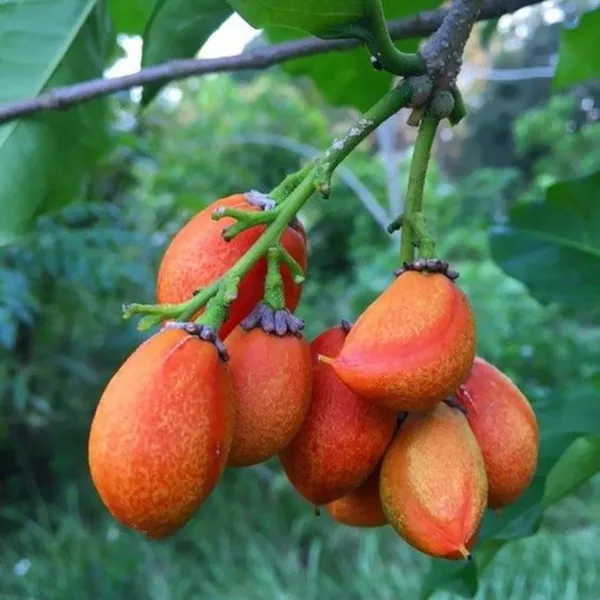 Green_Paradise_Peanut_Butter_Fruit_Plant_Bunchosia_Argentea_Live_Plant_Default_Title