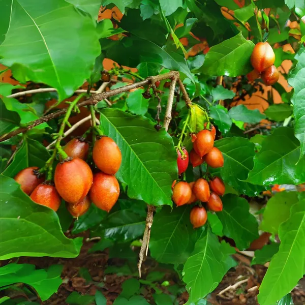 Green_Paradise_Peanut_Butter_Fruit_Plant_Bunchosia_Argentea_Live_Plant_Default_Title