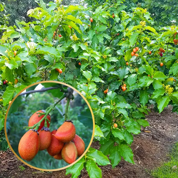 Green_Paradise_Peanut_Butter_Fruit_Plant_Bunchosia_Argentea_Live_Plant_Default_Title