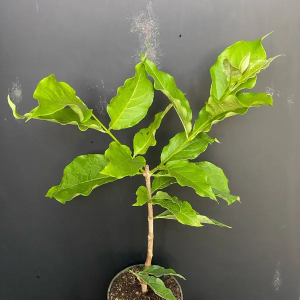 Green_Paradise_Peanut_Butter_Fruit_Plant_Bunchosia_Argentea_Live_Plant_Default_Title