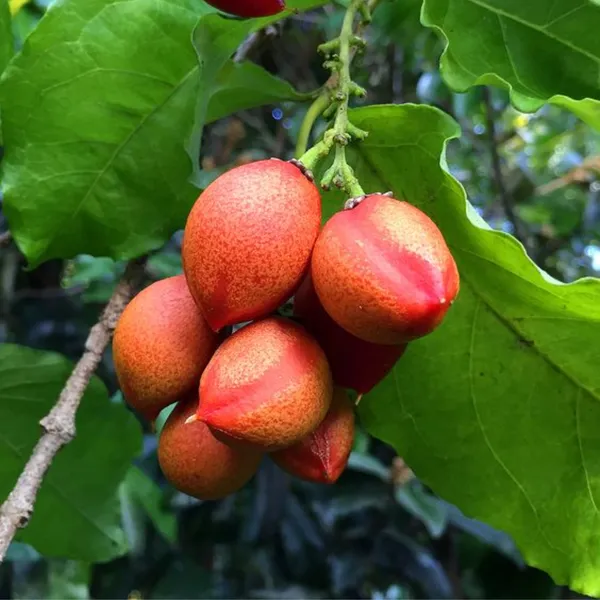 Green_Paradise_Peanut_Butter_Fruit_Plant_Bunchosia_Argentea_Live_Plant_Default_Title