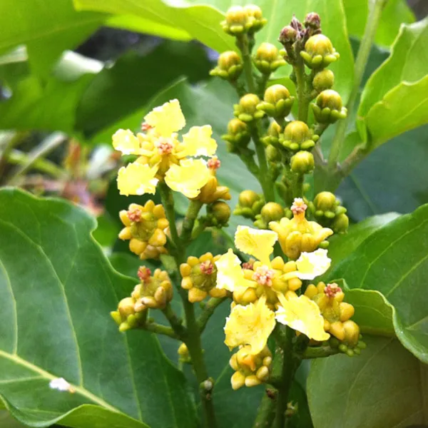 Green_Paradise_Peanut_Butter_Fruit_Plant_Bunchosia_Argentea_Live_Plant_Default_Title