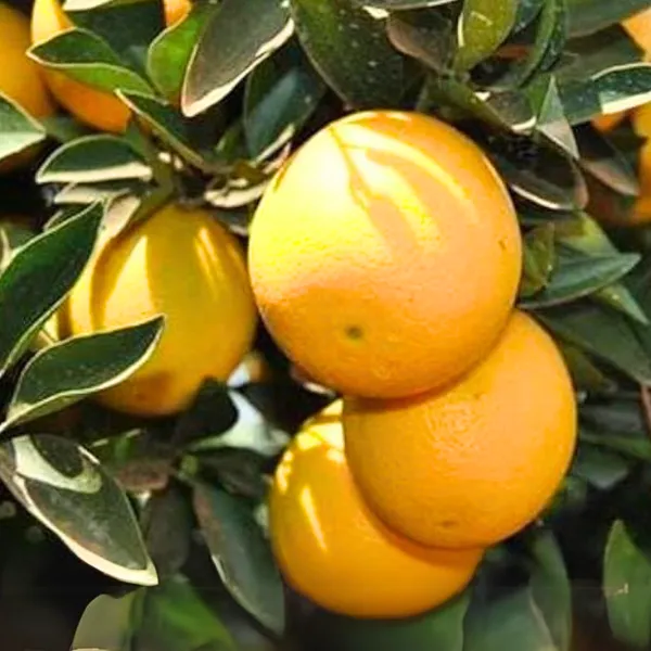 Green_Paradise_Vietnamese_Malta_New_Yellow_Malta_Live_Grafted_Plant_Default_Title